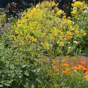 Isatis tinctoria / Woad / Seeds