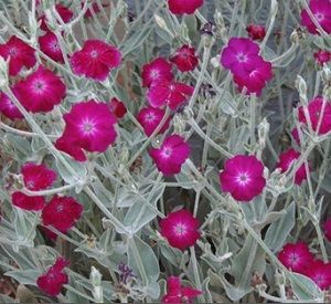 Lychnis coronaria or Silene coronaria / Rose Campion / Seeds