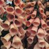 Digitalis purpurea 'Apricot' / Apricot Foxglove / Seeds