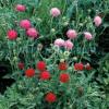 Knautia macedonica 'Melton Pastels' / Macedonian Scabious / Seeds