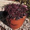 Sedum ussurience 'Turkish Delight' / Seeds