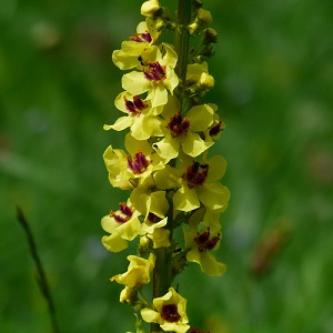 Verbascum nigrum / Dark Mullein / Seeds