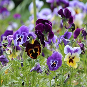 Viola tricolor / Wild Pansy or Heart's Ease / Seeds