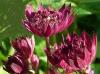 Astrantia major 'Primadonna Deep Red' / Masterwort / Seeds