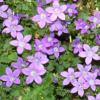 Campanula poscharskyana / Serbian Bell Flower / Seeds