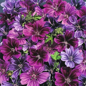 Malva sylvestris 'Mystic Merlin' / Tree Mallow / Seeds