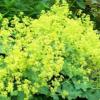 Alchemilla mollis / Lady's Mantle / Hardy Perennial /  Seeds