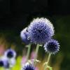 Echinops bannaticus 'Blue Glow' / Blue Globe Thistle / Seeds