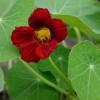 Nasturtium 'Black Velvet' / Tropaeolum majus  / Seeds