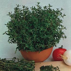 Thyme English Winter / Thymus vulgaris / Seeds