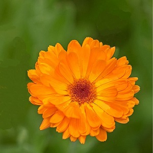 Calendula officinalis 'Pacific Flame Beauty' / Pot Marigold / Seeds