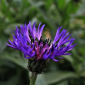 Centaurea montana / Perennial Cornflower / Seeds