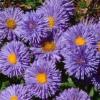 Erigeron speciosus ‘Azurfee’ / Fleabane Azure Fairy / Seeds