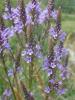 Verbena hastata 'Blue Spires' / Vervain / Seeds