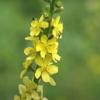 Agrimonia eupatoria / Agrimony / British Wildflower / Seeds