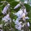 Clematis stans / Japanese Clematis / Scented Shrub / Seeds