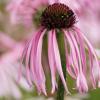 Echinacea pallida  / Pale Coneflower / Seeds