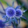 Eryngium planum / Sea Holly / Seeds