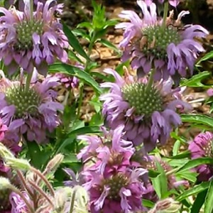 Monarda citriodora / Lemon Beebalm or Lemon Bergamot / Seeds