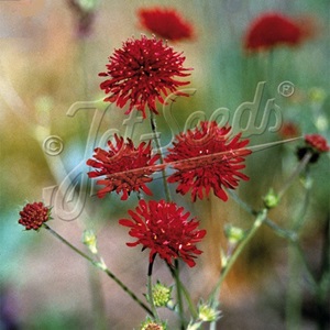 Knautia macedonica 'Red Knight' / Macedonian Scabious / Seeds