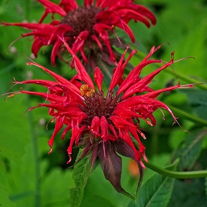 Monarda didyma / Bergamot / Herb / Seeds