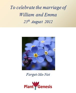 Wedding Favour Seeds / Forget Me Not / Seeds