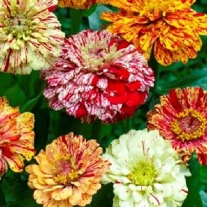 Zinnia elegans 'Candy Stripe Mix' / Seeds