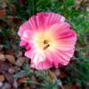 Eschscholzia californica ‘Carmine King’ / Californian Poppy / Seeds