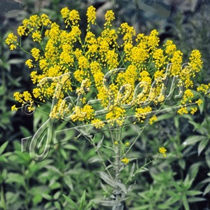 Isatis tinctoria / Woad / Seeds