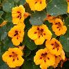 Nasturtium 'Canary Yellow' or 'Ladybird' / Tropaeolum majus  / Seeds