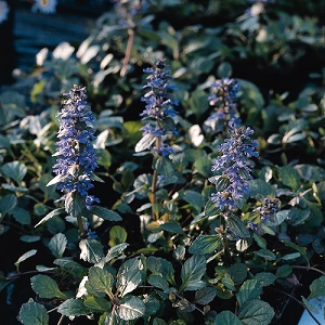 Ajuga reptans / Bugle / Good ground cover / Seeds