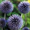 Echinops ritro / Globe Thistle / Seeds