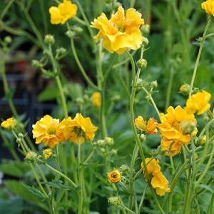 Geum hybrida 'Lady Stratheden' or 'Goldball' / Hardy Perennial / Seeds