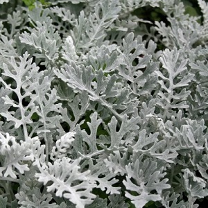 Senecio cineraria 'Silverdust' / Dusty Miller / Seeds