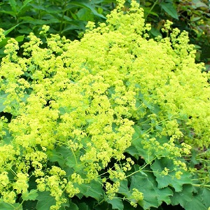 Alchemilla mollis / Lady's Mantle / Hardy Perennial /  Seeds