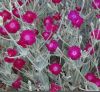 Lychnis coronaria or Silene coronaria / Rose Campion / Seeds